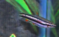 Dwergpotloodvisje (NANNOSTOMUS MARGINATUS L)