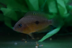 Cichlide Myrnae (AMATITLANIA MYRNAE S/M)