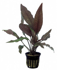 Cryptocoryne Spiralis 'Tiger' - Pe (Cryptocoryne spiralis 'Tiger' - PE)