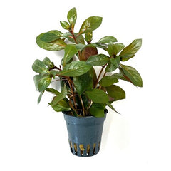 Ludwigia glandulos in pot