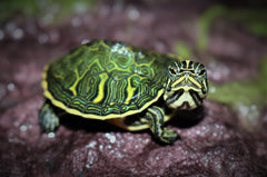 Nelsoni Sierschildpad (PSEUDEMYS NELSONI S)