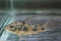 Gevlekte Pantsermeerval Sluier (CORYDORAS PALEATUS LONGFIN S)