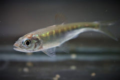 Drakenvis Vietnam (OPSARIICHTHYS SP. VIETNAM S)