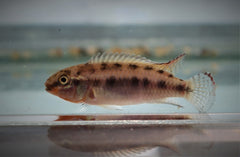 Congocichlide Sabinae (CONGOCHROMIS SABINAE M)