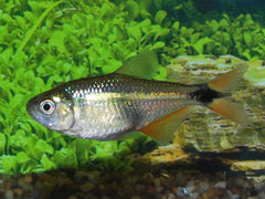 Ruitenvlekzalm (HYPHESSOBRYCON ANISITSI M)