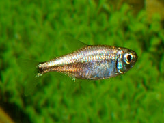 Goudtetra (HYPHESSOBRYCON EOS M)