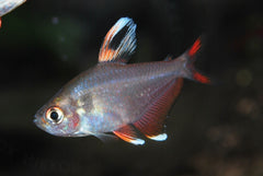 Witte Rosaceus (HYPHESSOBRYCON ROSACEUS WHITEFIN M)