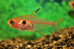 Rode Fantoomzalm (HYPHESSOBRYCON SWEGLESI S/M)