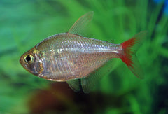 Colombiazalm (HYPHESSOBRYCON COLUMBIANUS M)