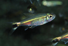 Groene Neon (HEMIGRAMMUS HYANUARY L)