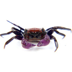 Geosesarma sp.purple Vampierkrab