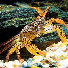 Parathelphusa pantherina Panterkrab