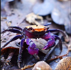 Geosesarma sp.Halloween Vampierkrab