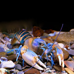 Cherax peknyi Zebra kreeft 7-8 cm