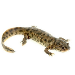 Pleurodeles waltl Ribbensalamander M