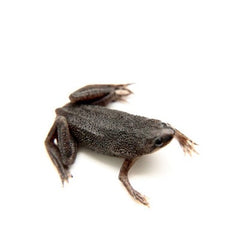 Hymenochirus Dwergklauwkikker M