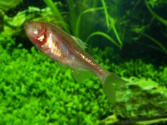 Blinde Holenvis (ASTYANAX MEXICANUS M)