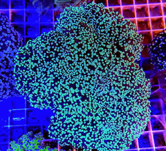 Euphyllia divisa (Green)