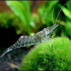 Natantia sp. Transparant garnaal L @