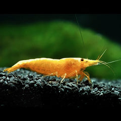 Neocaridina heteropoda yellow fire