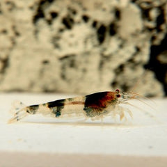 Caridina cf. cantonensis Bijengarnaal