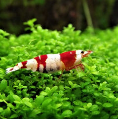 Caridina sp. Crystal red garnaal #