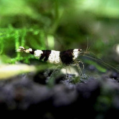 Caridina sp. Black crystal shrimp