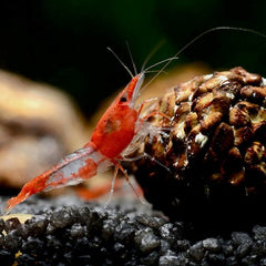 Neocaridina sp. Red rili shrimp