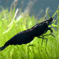 Neocaridina sp. Black carbon shrimp