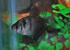 Zwarte Tetra (GYMNOCORYMBUS TERNETZI M/L)