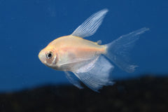 Witte Tetra Sluier (GYMNOCORYMBUS TERNETZI WHITE LONGFIN M) Nu 10 voor € 25,00!!!