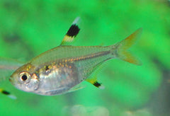 Stervlekzalm (PRISTELLA MAXILLARIS M)