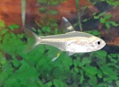 Stervlekzalm Goud (PRISTELLA MAXILARIS GOLD M)