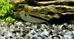 Hockeystick Tetra (THAYERIA BOEHLKEI M)