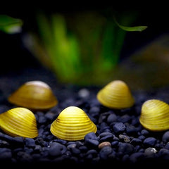 Corbicula javanicus Mini gele mossel@