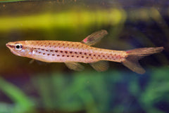 Blauwpunt Spatzalm (COPELLA NATTERERI M)