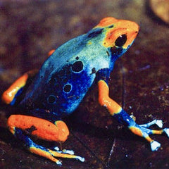 Dendrobates tinctorius