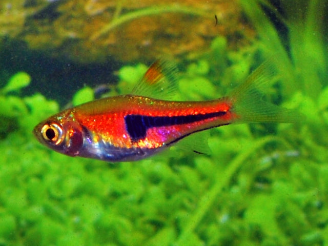 Kegelvlekbarbeel Rood (TRIGONOSTIGMA ESPEI S/M)