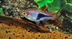 Kegelvlekbarbeel (TRIGONOSTIGMA HETEROMORPHA M)