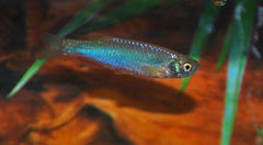 Blauwe Danio (DANIO ALBOLINEATUS S)