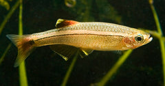Chinese Danio (TANICHTHYS ALBONUBES M)