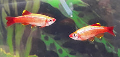 Chinese Danio Goud (TANICHTHYS ALBONUBES GOLD M)