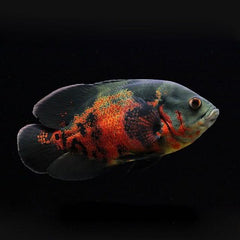 Astronotus ocellatus Pauwoog 8-10 cm