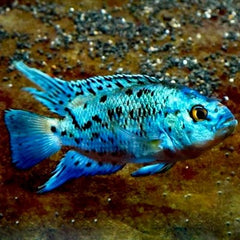 Cichl.'electric blue' jack dempsey 4 cm