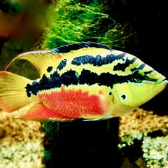 Trichromis salvini Geelbuik cichl. SM