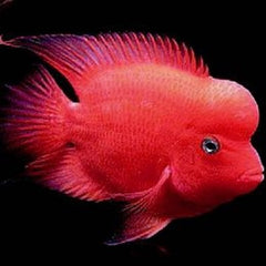 Cichlasoma specie Purple papegaai 6-8