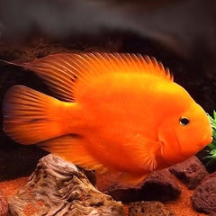 Cichlasoma specie Rode papegaai 6-8