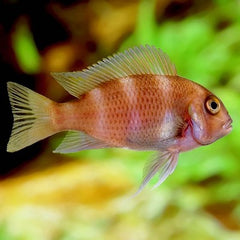 Cyphotilapia frontosa rood 3 cm