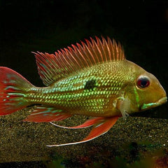 Geophagus winemilleri 5-6 cm