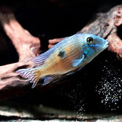 Geophagus sp.parnaibae 5-6 cm